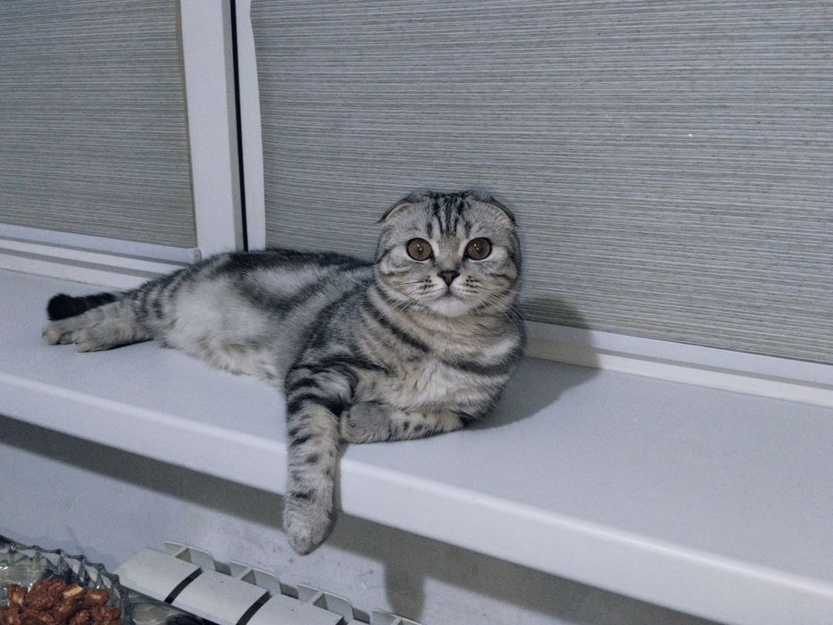 Отдам в добрые руки кошечку