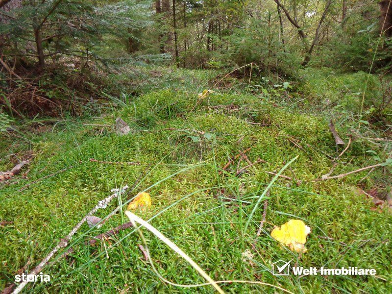 1.6 ha de padure cu poienita, parau la limita curtii, cabana pentru tr