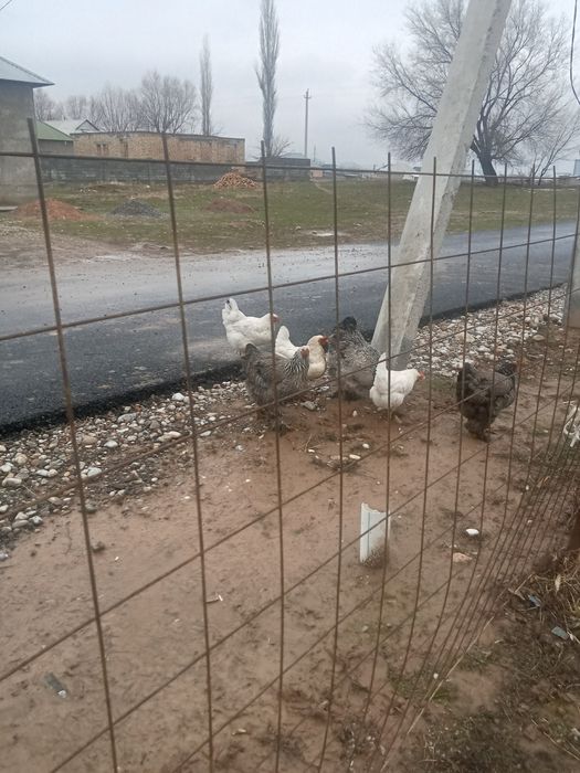 Үй тауығы сатылады