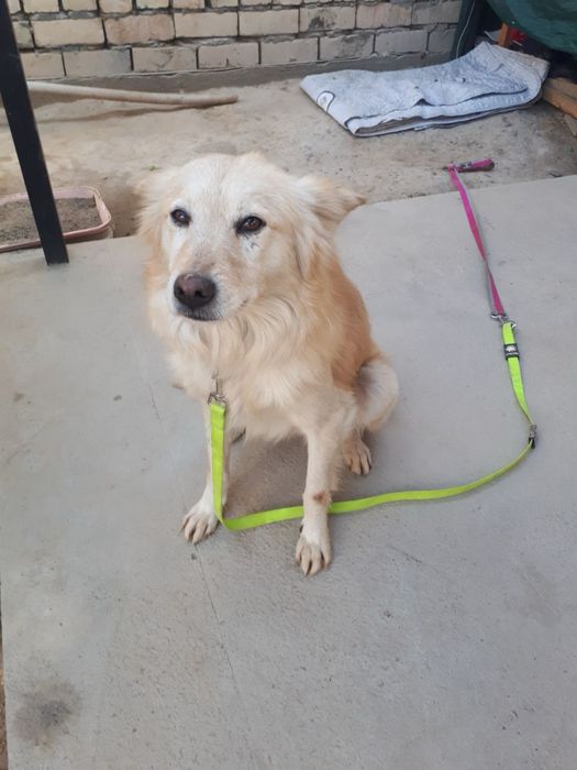 Доброму мальчишке нужен добрый хозяин!