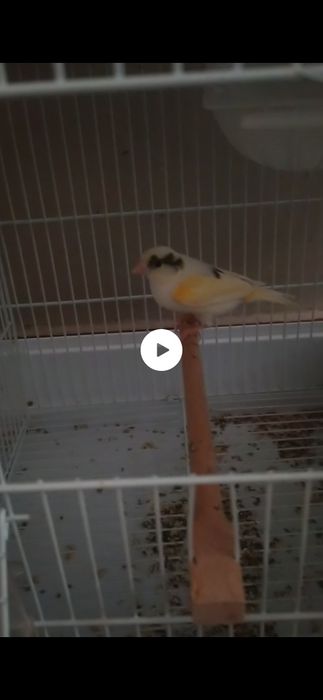 Продаются канарейки