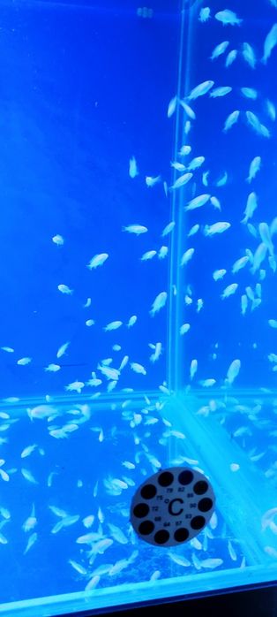 Продам малька снежного принца