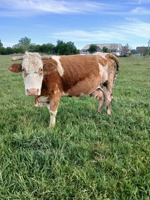 Vand vaca de 10 ani baltata românească