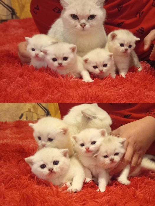 Продаются котята породы серебристые шиншилла
