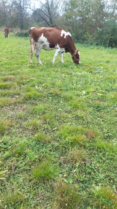 Vaci . Vand 2 din 5 pe ales RED HOLSTEIN