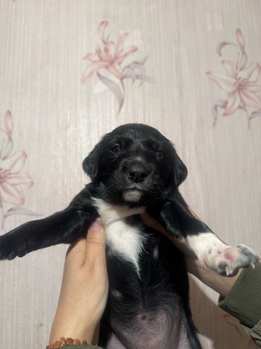 Продам щенков тазы