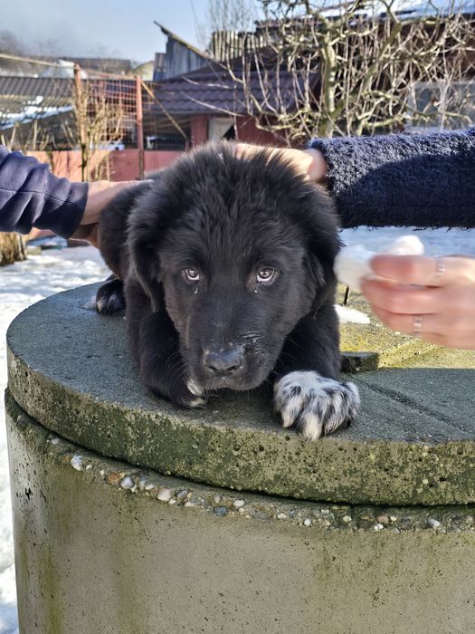 Ciobanesc corb pui 3 luni