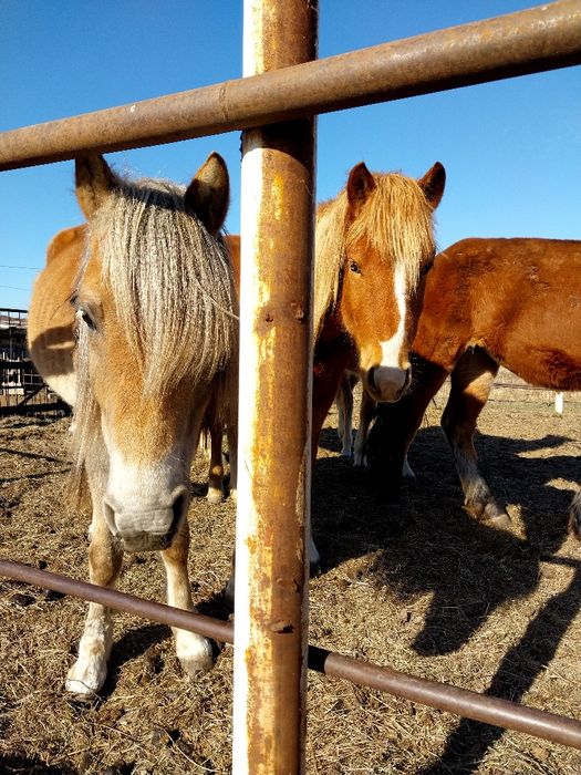 Продам жерёбых кобыл и тайчиков