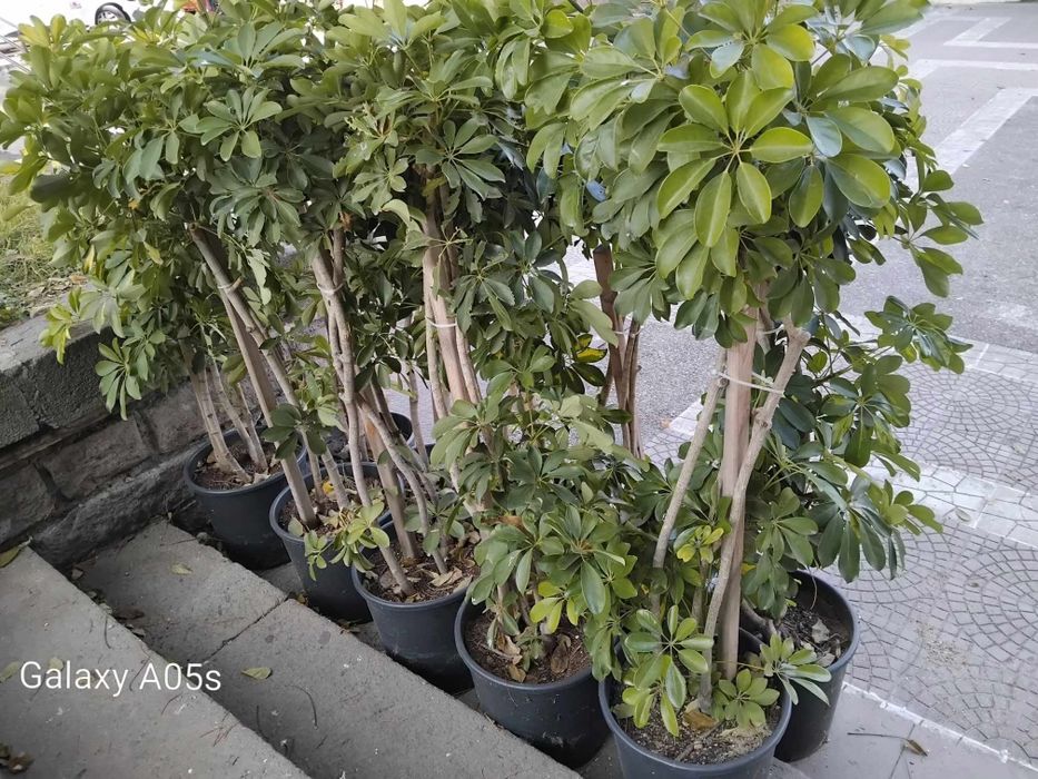 Продавам Шефлера / Schefflera 10 годишна, 170 см. височина, 10 броя