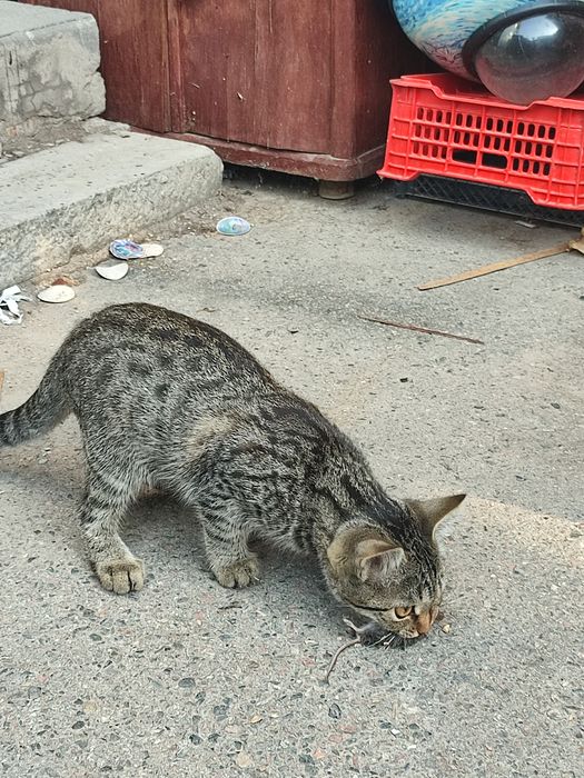 Кошечка мышеловка