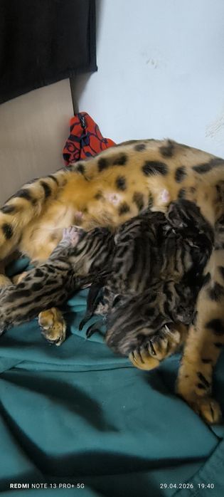 Чистокровные котята Бенгалов!