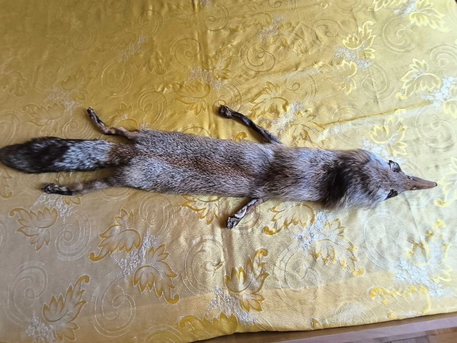 Кожена яка цяла лисица