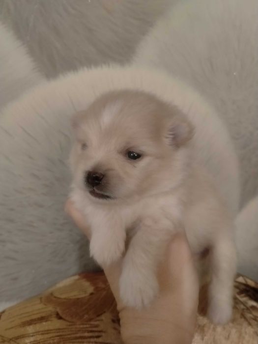 Срочно !продам  щенков  мини шпица 1 мес.девочки и мальчик