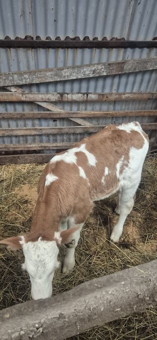 Vitel Baltată romaneasca de 2 saptamani