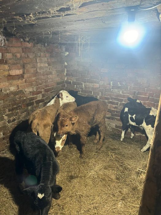 Телята бычки и тёлочки