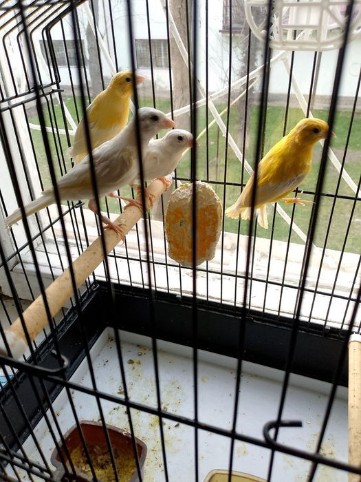 Канарекалар сотилади