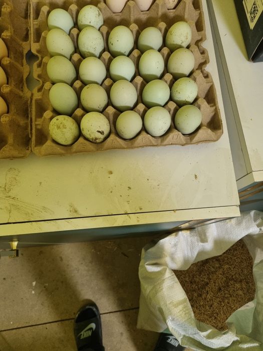 Lakenza tovuq tuhumlari