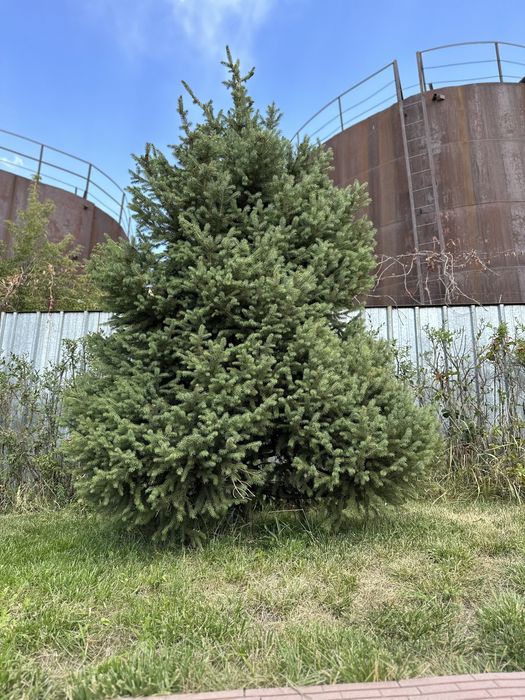 Елки горные