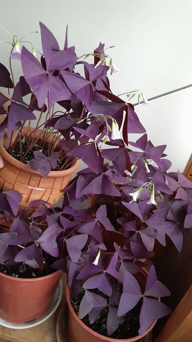 Кислица (оксалис)