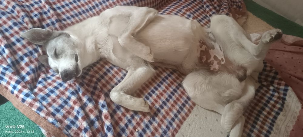 Отдам двух собак мама с дочкои