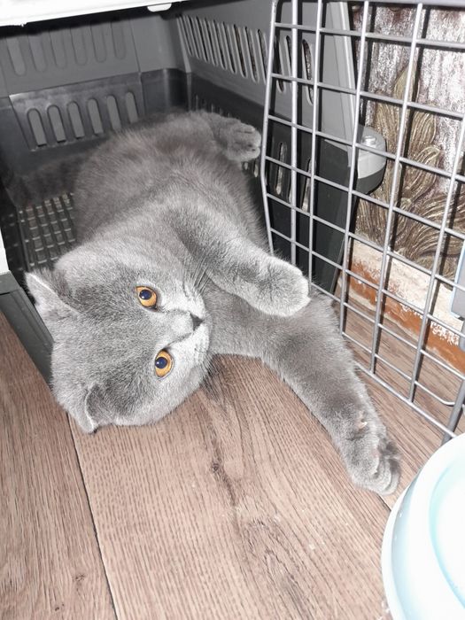 Вязка котик 1.5 года