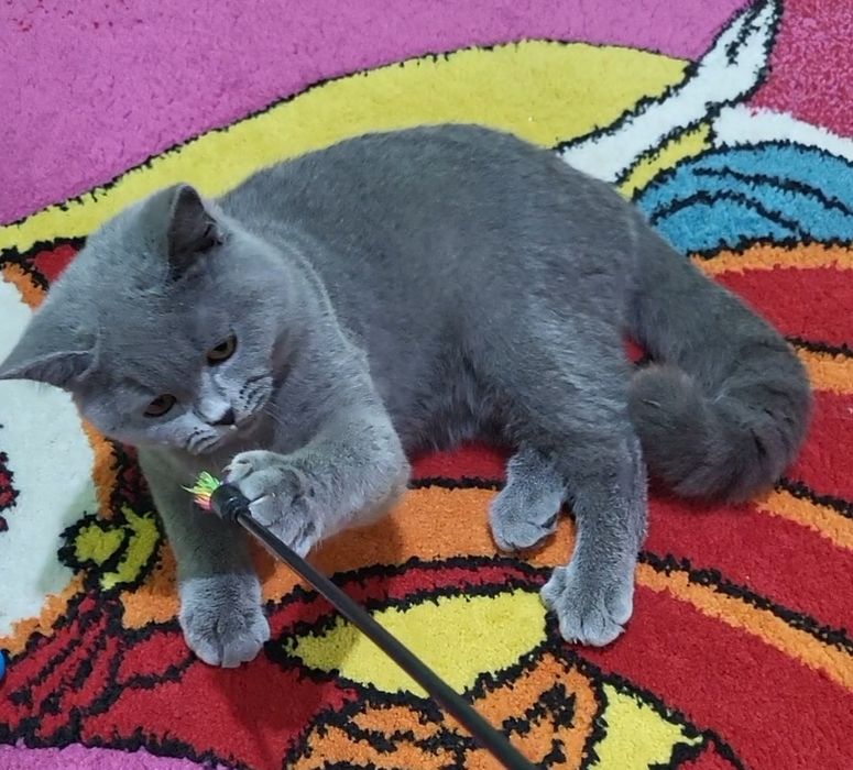 British shorthair