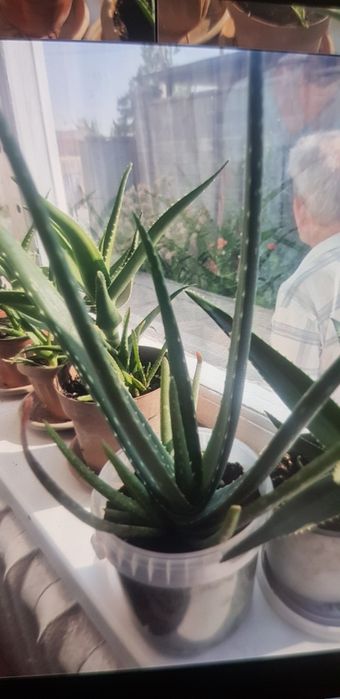 Комнатные растения Алое вера.