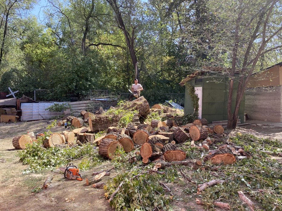 Спил деревьев