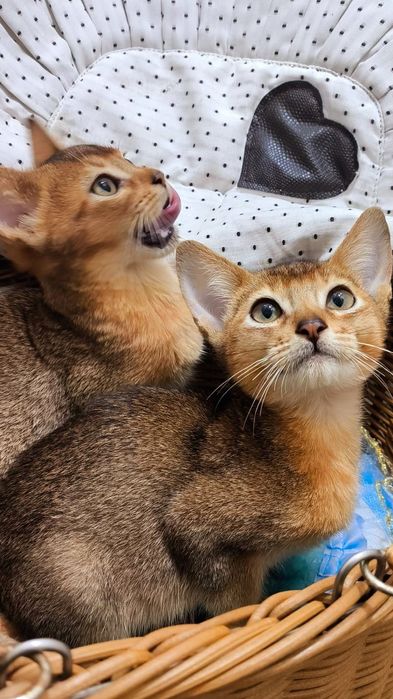 Абики !! АБИССИНСКИЕ котята !!