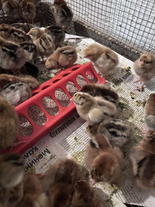 Цыплята домашние простые