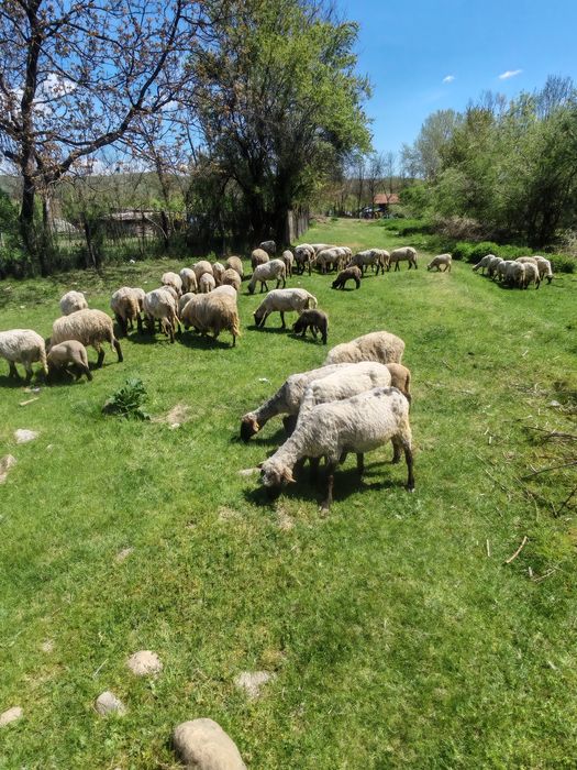 Vând 40 de oi,la prețul de 550 de lei bucata