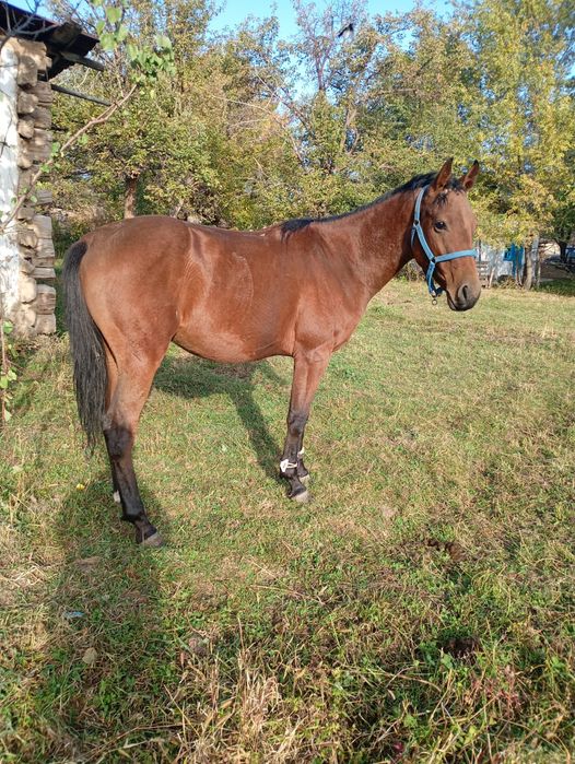 Ассалаумагалеком