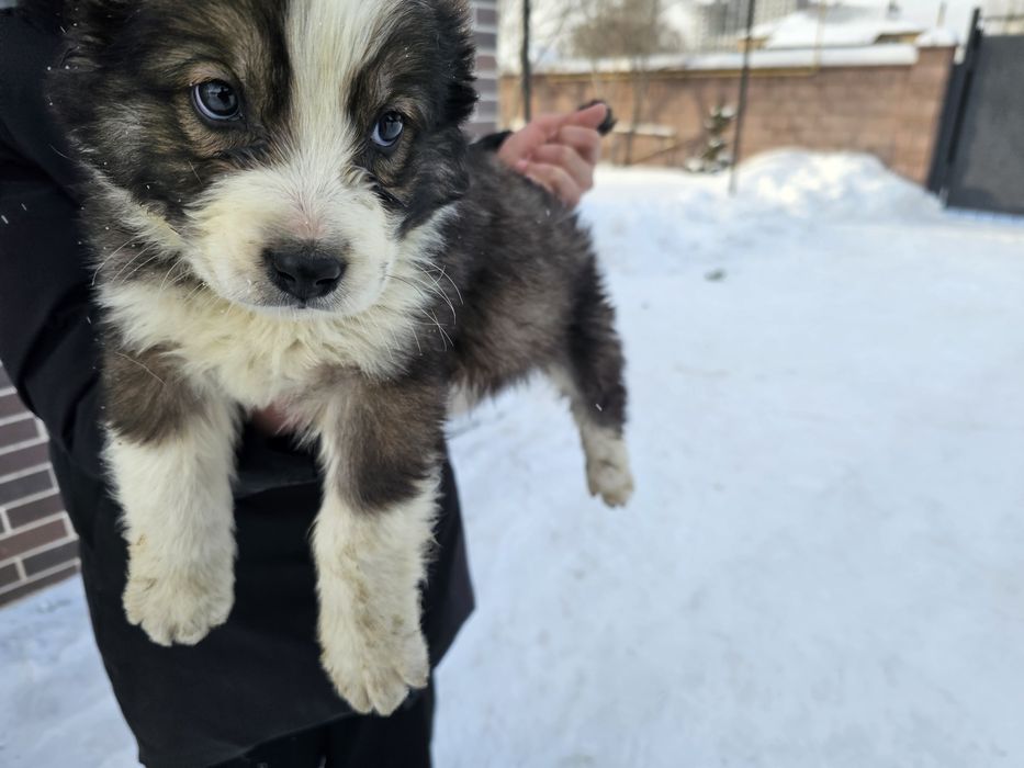 Тобет күшік САО Тобет