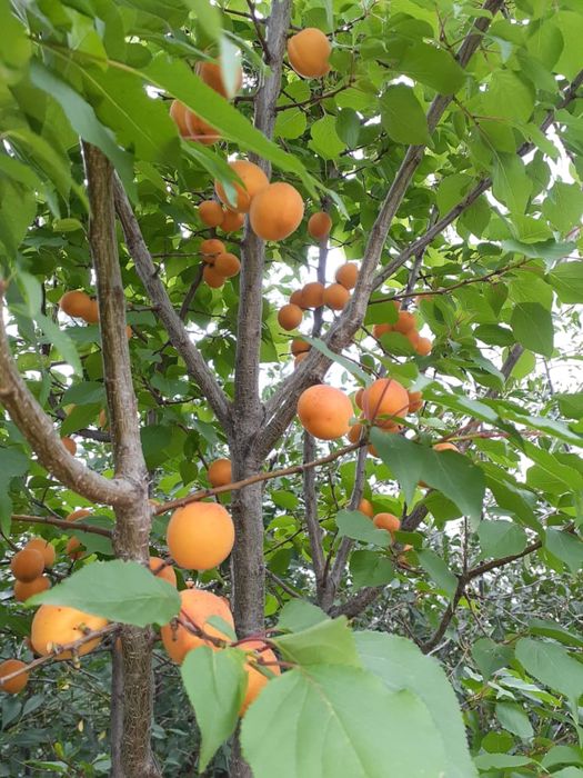 Продам дачу в 21 колективе