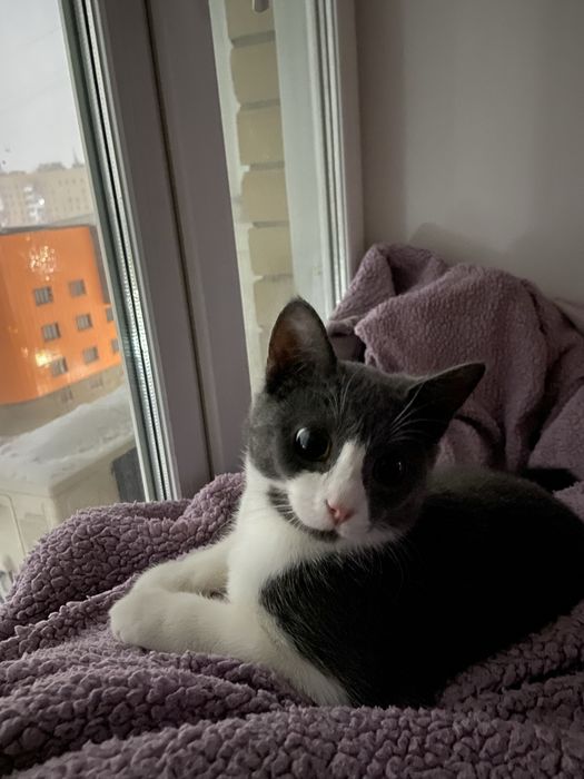 Отдам даром красивого кота