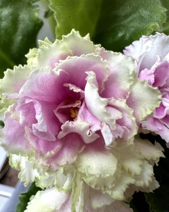 Детки сортовые фиалки