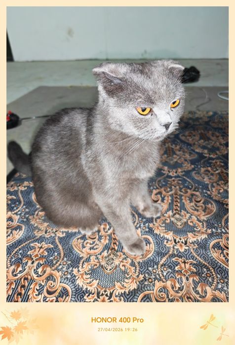 Фулд сотилади хомладор