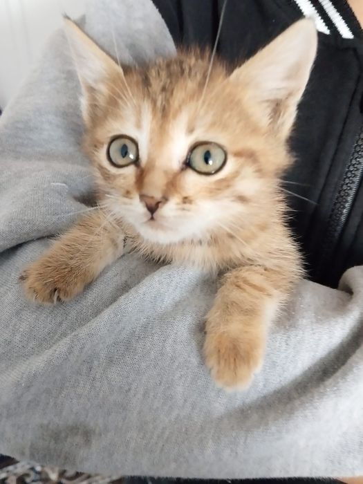Отдам котят в добрые руки