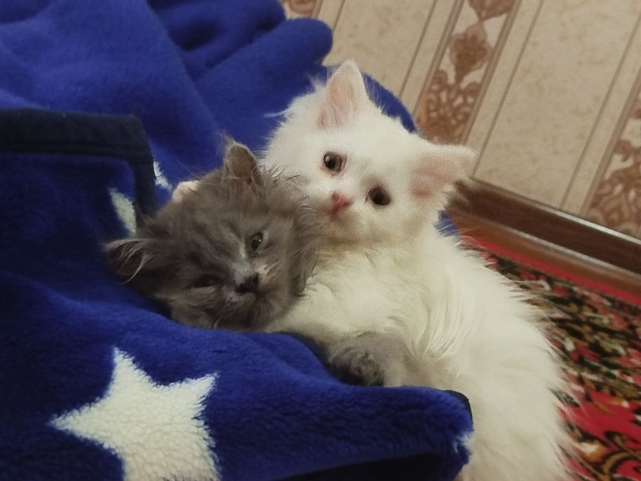 soglom va juda uyinqaroq