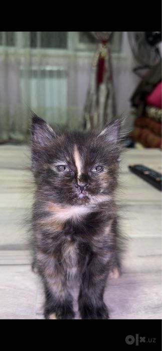 Шатланский скоттиш страйт