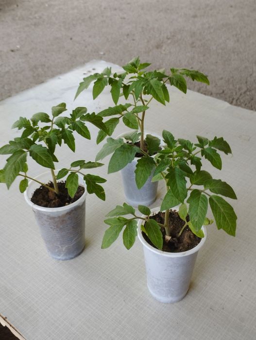 Рассада розовых помидор