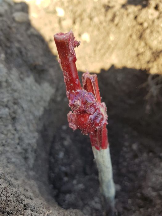 Butasi vita de vie și pomi fructiferi