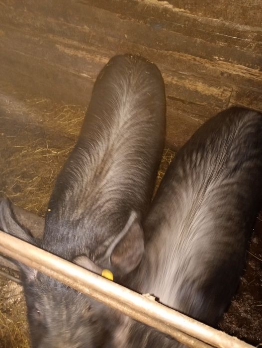 Găini gat golaș încălțate rasa mare