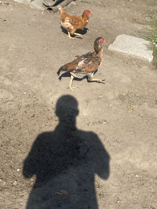 Продам курицу дакан