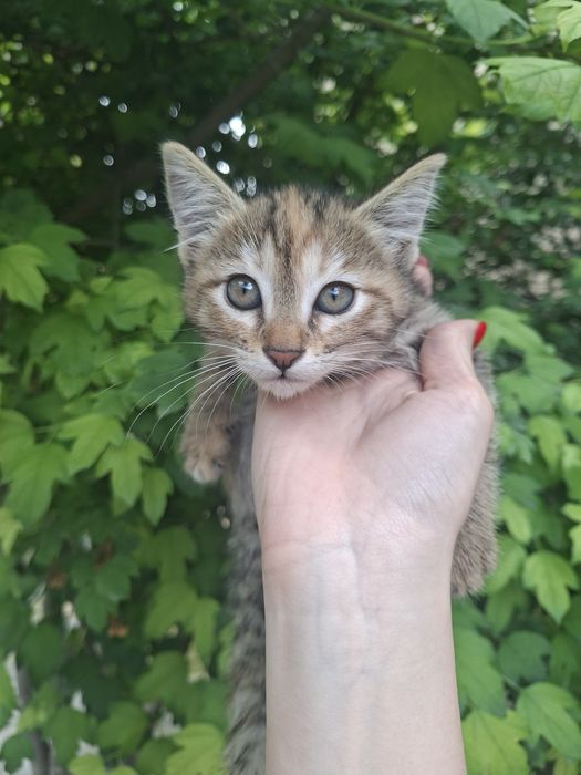 Отдам девочку в добрые руки