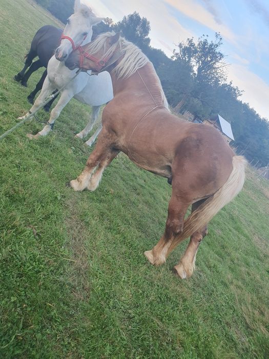 Vând Armăsar de 5 ani