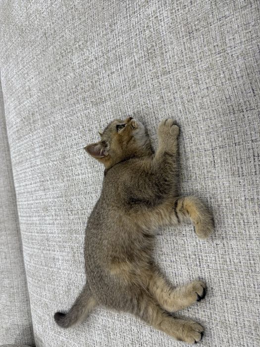 Британские шиншила келишилади