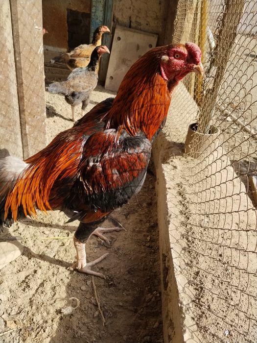 Даканы хороших кровей