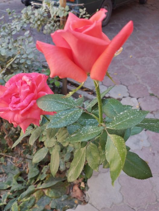 Газон ланшаф ишлари килмиз гарантийаси бор Самарканд