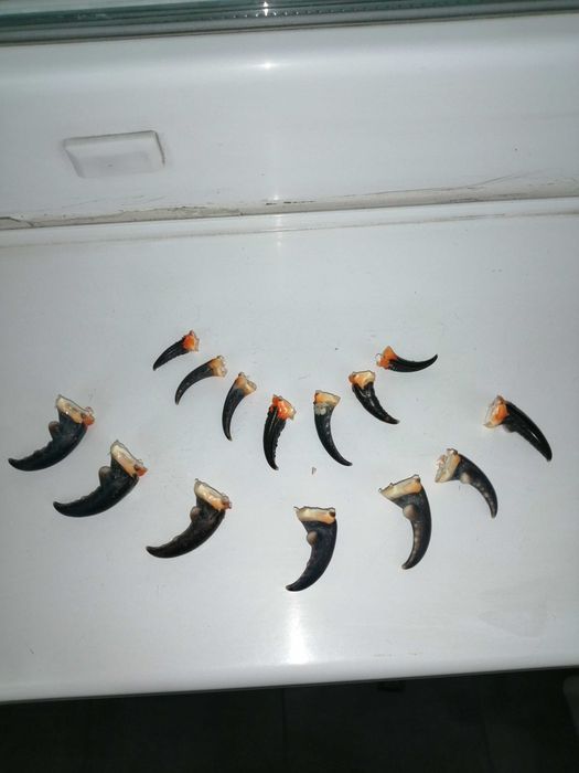 Щипки от морски раци